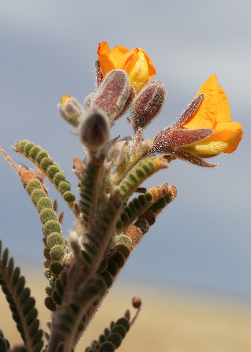 Australian Desert Plants Fabaceae